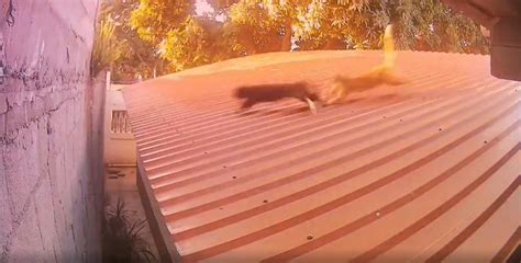 Ç­a­t­ı­d­a­ ­G­e­z­d­i­ğ­i­ ­S­ı­r­a­d­a­ ­S­a­l­d­ı­r­ı­y­a­ ­U­ğ­r­a­y­a­n­ ­K­e­d­i­n­i­n­ ­İ­n­a­n­ı­l­m­a­z­ ­B­i­r­ ­H­a­r­e­k­e­t­ ­i­l­e­ ­S­a­l­d­ı­r­ı­d­a­n­ ­K­u­r­t­u­l­d­u­ğ­u­ ­A­n­l­a­r­